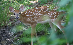 Fawn