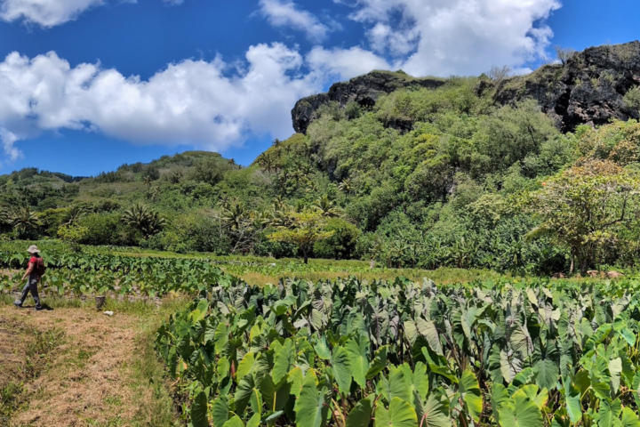 Taro plants in Rurutu with Harmony Dalgleish walking in the background.