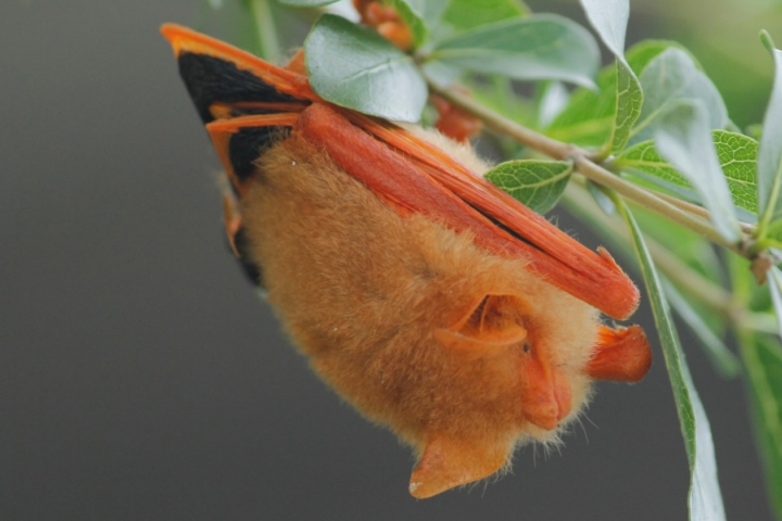 An orange and black painted bat roosts on a twig among green leaves.