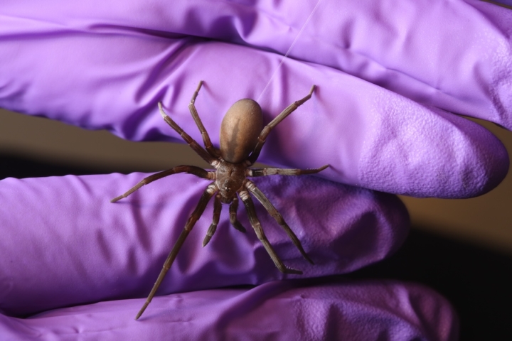 A southern house spider spinning a thread of silk perches on the gloved hands of a researcher.