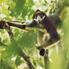 SpiderMonkey