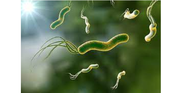 bacteria-thumbnail.png