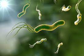 bacteria.jpg