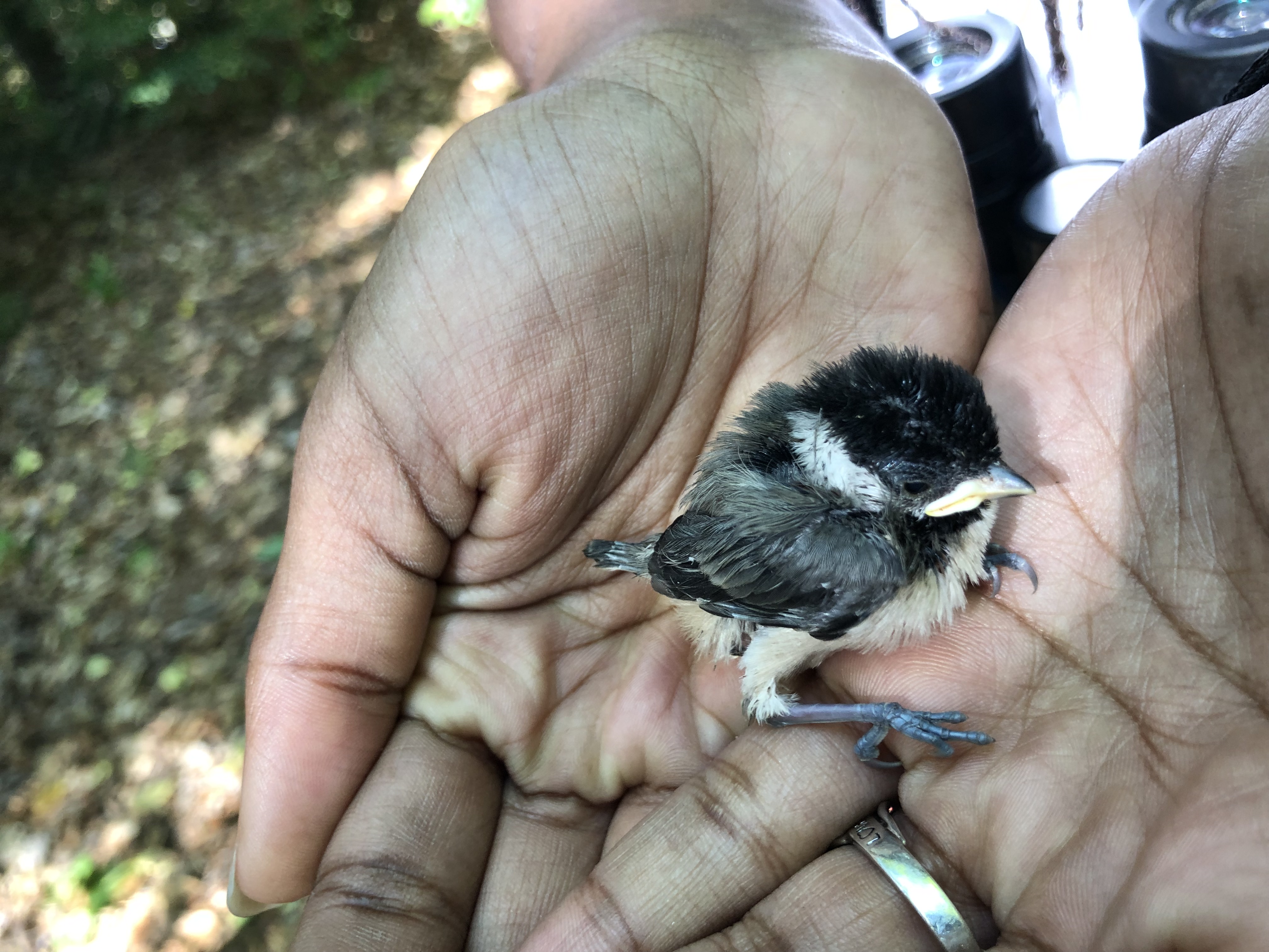 carolina-chickadee.jpeg
