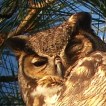 Great Horned Owls