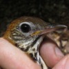 Wood Thrush