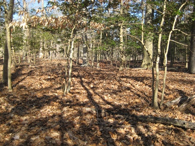 What's missing in the College Woods? All the understory plants, eaten by deer.