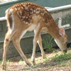 Deer at Keck Lab