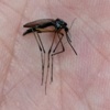 Mosquito thumbnail