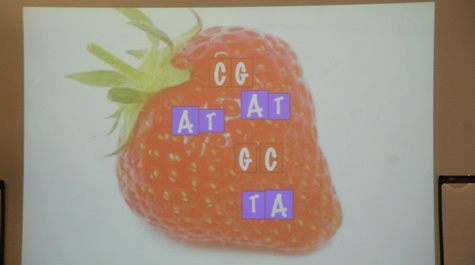 DNA in a strawberry