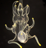 Seastar larva thumbnail