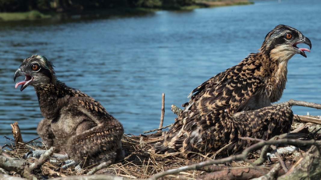 osprey_sized-thumbnail.jpg