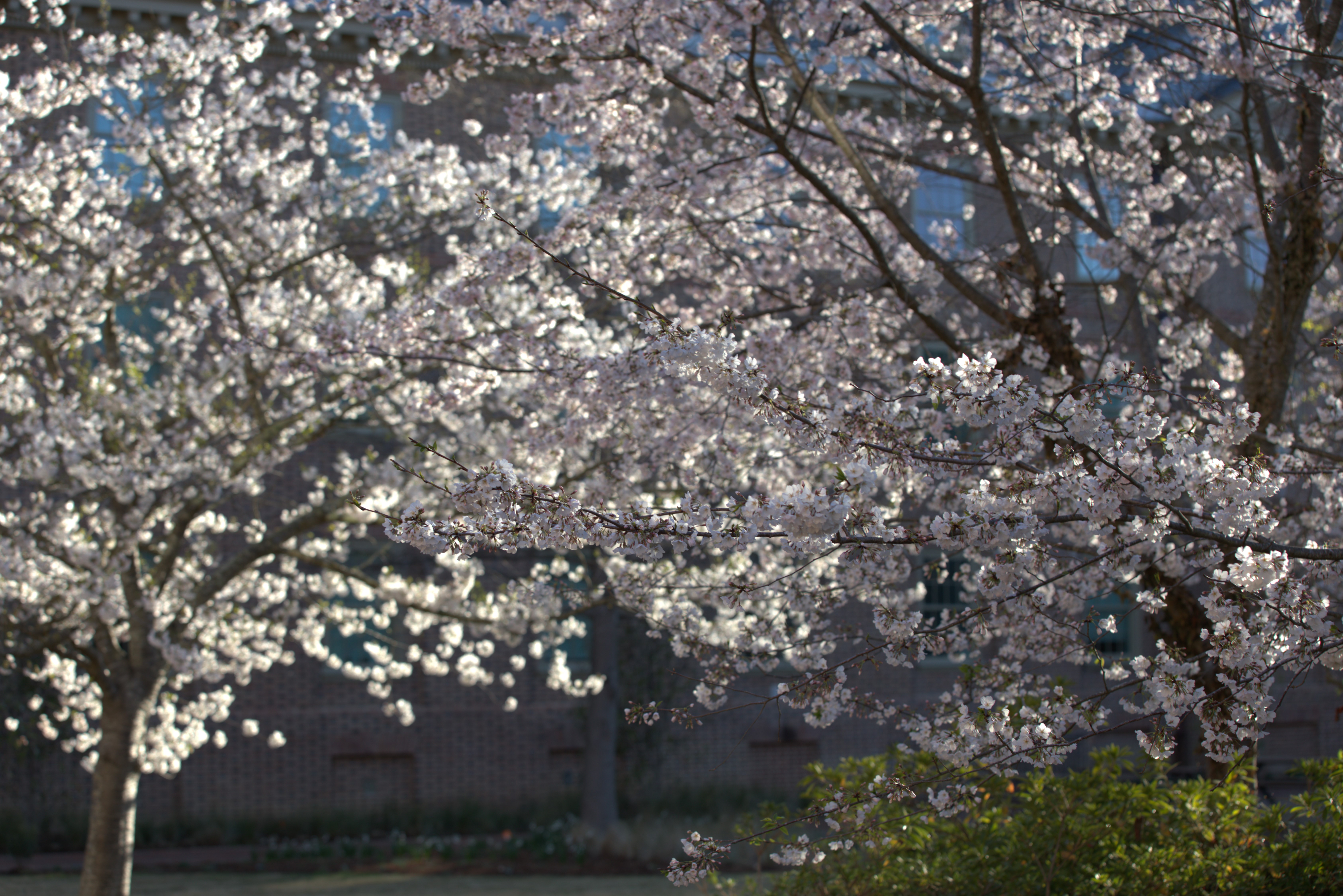 W&M in springtime!