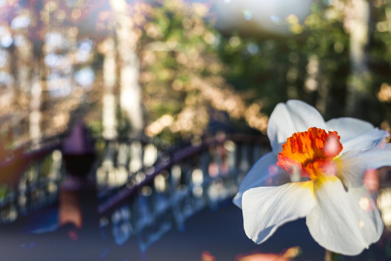 Flower in front of the Crim Dell Bridge