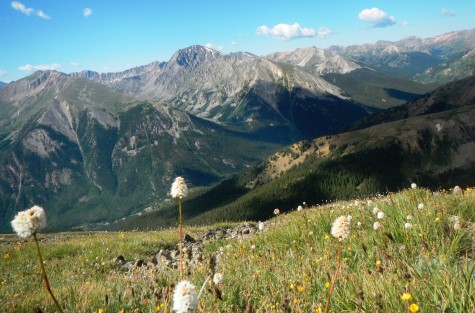wildflower view