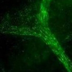 Vascular Physiology Lab image
