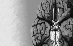 wren-brain