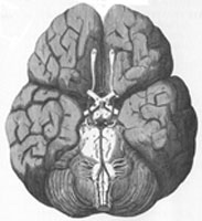 Christopher Wren's Brain