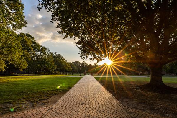 A sunbeam cutting through the trees in William &amp; Mary's Sunken Garden