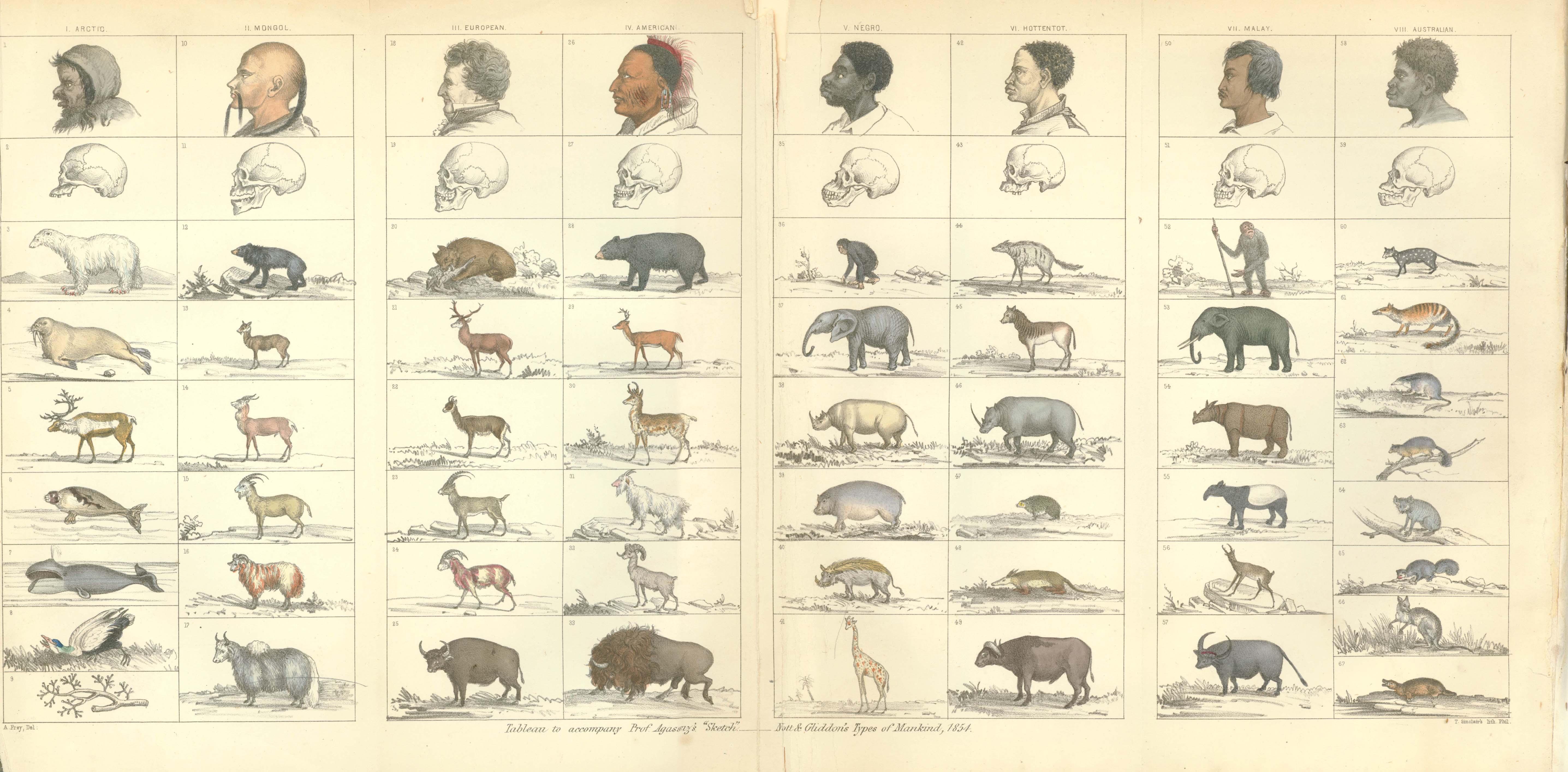 Science in defense of American slavery from Types of Mankind, 1854
