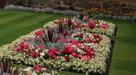 Flowers at St Andrews