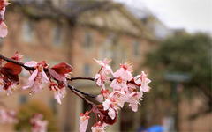 Plum blossoms