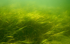 meadow-w.jpg