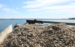 oysters-w.jpg