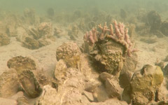 reef-w.jpg