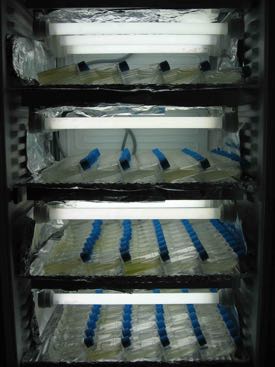 The team analyzed experiments conducted in both the field and the laboratory. This lab study manipulated the diversity of microscopic ciliates and algae. © Lars Gamfeldt
