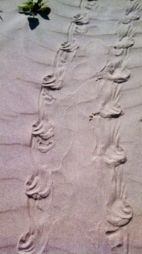 Terrapin tracks. Photo by Cassie Cook