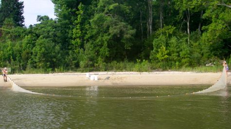 Seining:
