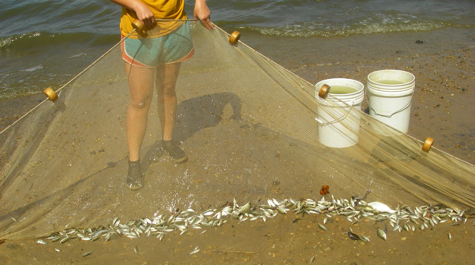 Typical catch: