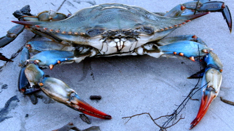 Callinectes sapidus: