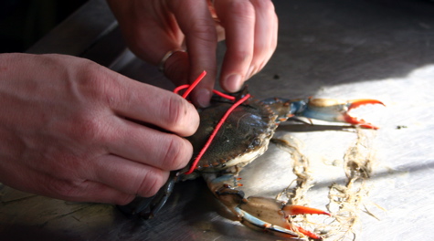 Crab Tagging: