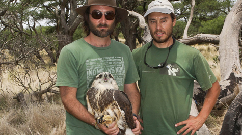 Majestic, endangered raptors