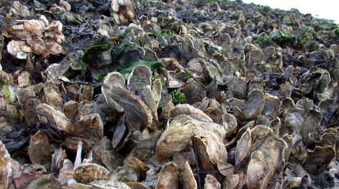 Oysters: