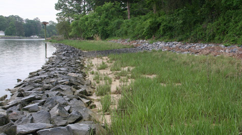 Living shorelines