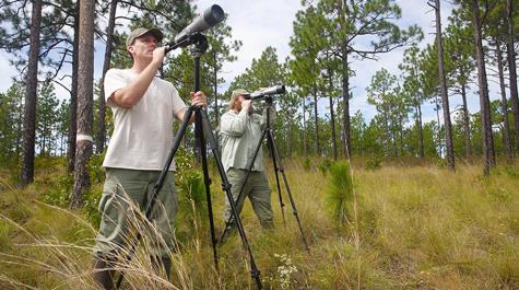 Looking for birds: