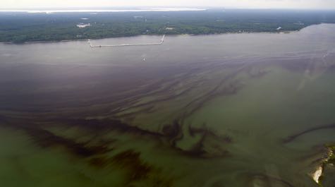 York River bloom
