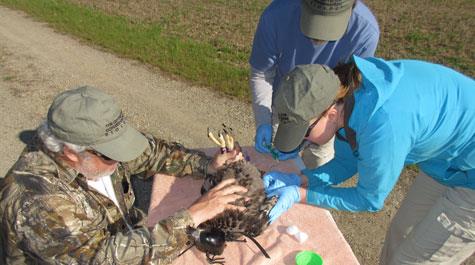 Raptor phlebotomy