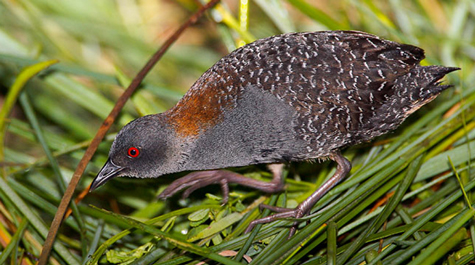 “A feathered mouse:”