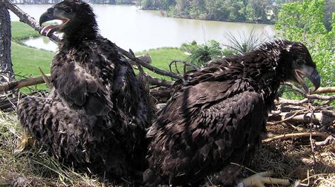 Where eagles nest: