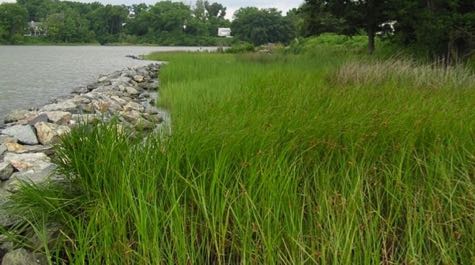 Living shorelines: