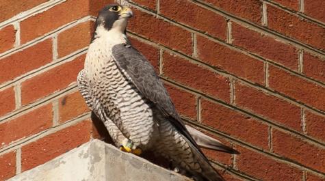 Nesting on a bridge