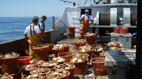 Sea scallops: