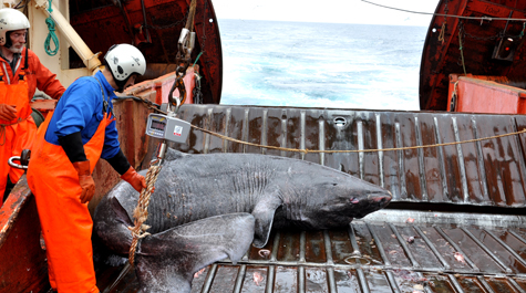Greenland shark: