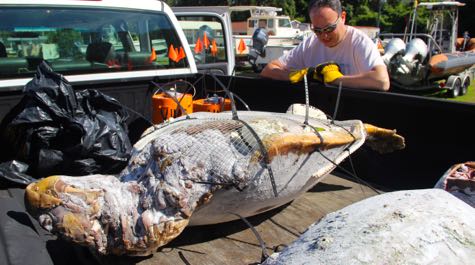 Turtle research: