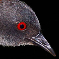 blackrail-square