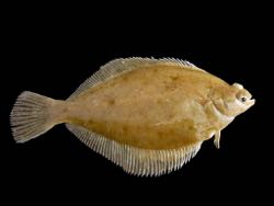 Dab, Limnata limnata, is one species for which data is limited. (Photo by Hans Hillewaert/CC BY-SA 4.0)